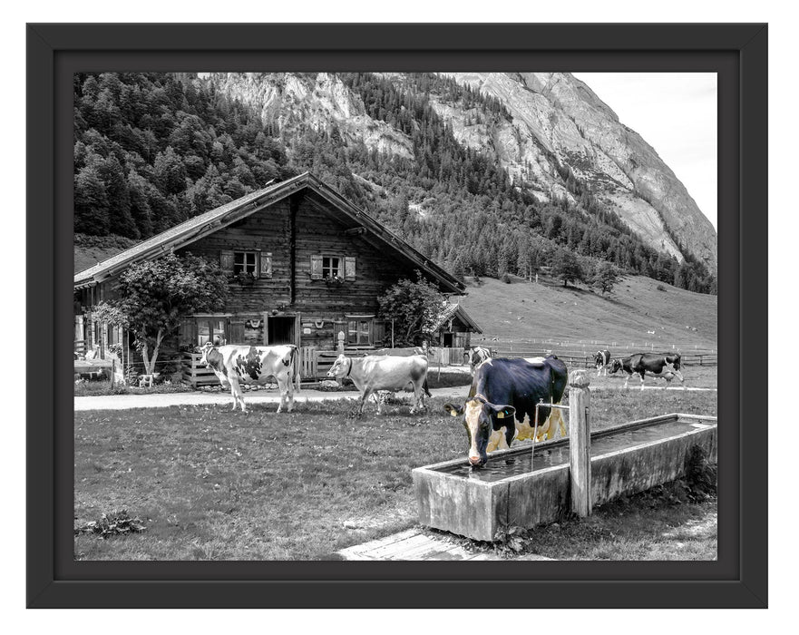 Pixxprint Kühe vor Blochhütte auf Albenweide B&W Detail, im Schwebe-Effekt Bilderrahmen