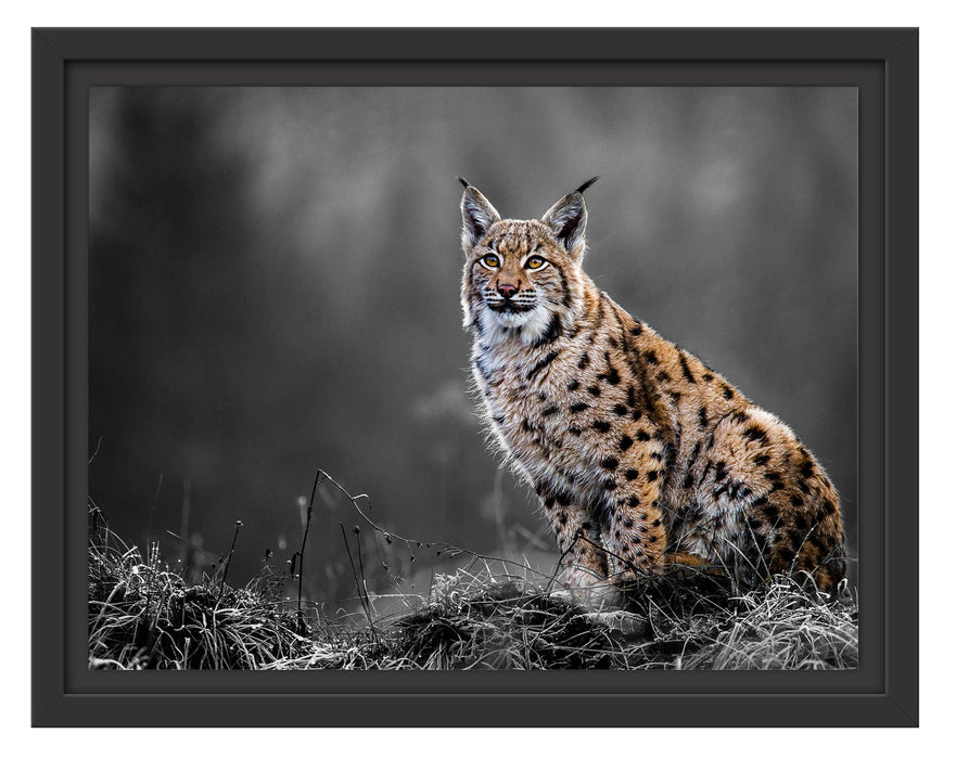 Pixxprint Europäischer Luchs auf Wiese B&W Detail, im Schwebe-Effekt Bilderrahmen