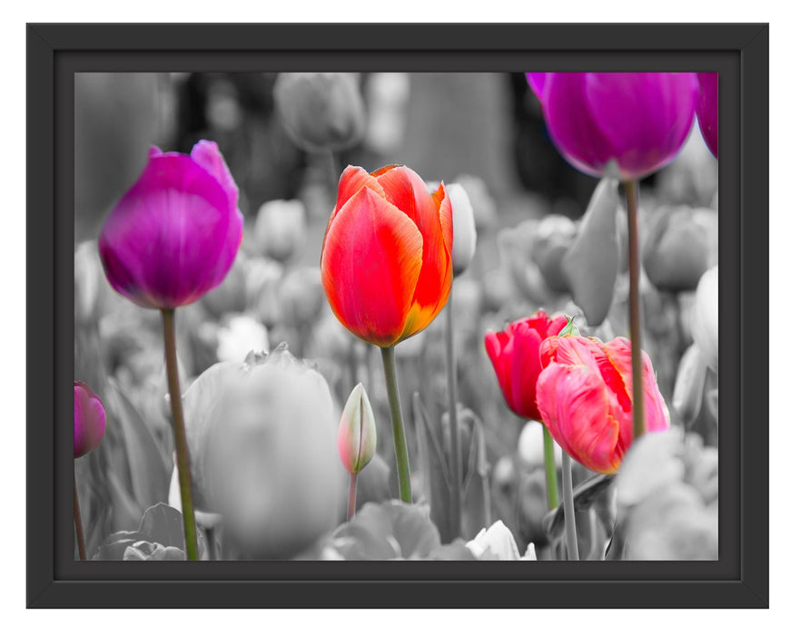 Pixxprint Bunte holländische Tulpen Nahaufnahme B&W Detail, im Schwebe-Effekt Bilderrahmen