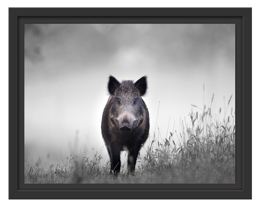 Pixxprint Wildschweinauf einer Wiese im Nebel B&W Detail, im Schwebe-Effekt Bilderrahmen