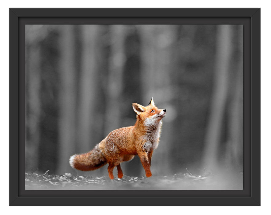 Pixxprint Neugieriger Fuchs im Herbstwald B&W Detail, im Schwebe-Effekt Bilderrahmen