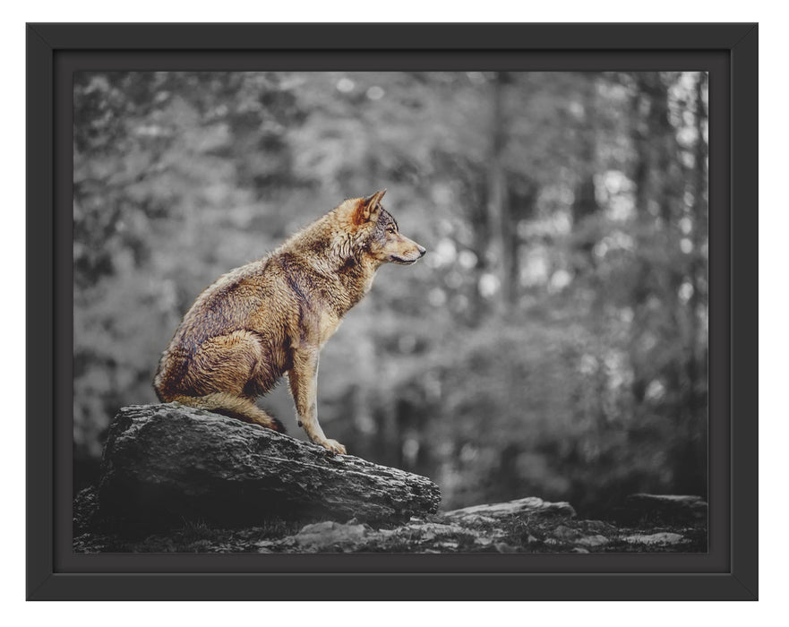 Pixxprint Wolf sitzt auf einem Stein im Herbstwald B&W Detail, im Schwebe-Effekt Bilderrahmen