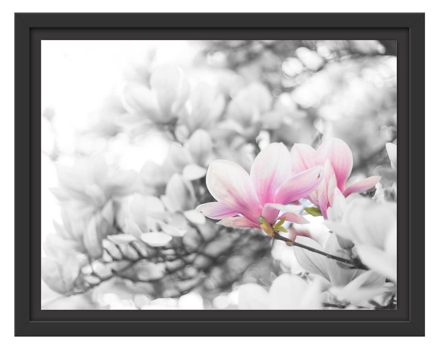 Pixxprint Nahaufnahme blühender Magnolienbaum B&W Detail, im Schwebe-Effekt Bilderrahmen