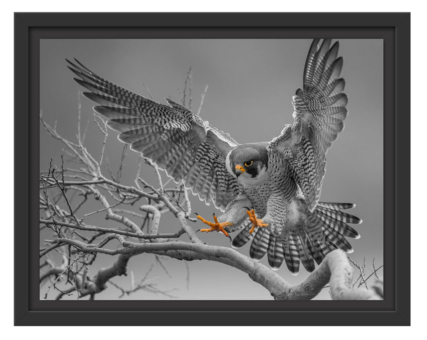 Pixxprint Falke landet auf kahlem Ast B&W Detail, im Schwebe-Effekt Bilderrahmen