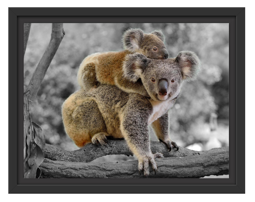 Pixxprint Koala Mutter mit Kind auf dem Rücken B&W Detail, im Schwebe-Effekt Bilderrahmen