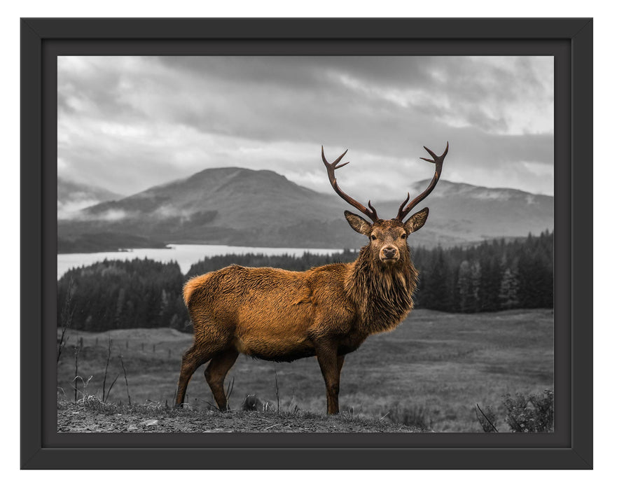 Pixxprint Hirsch in atemberaubender Landschaft B&W Detail, im Schwebe-Effekt Bilderrahmen