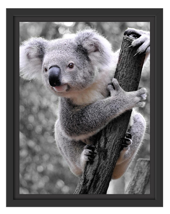 Pixxprint Neugieriger Koala an Baumstamm B&W Detail, im Schwebe-Effekt Bilderrahmen