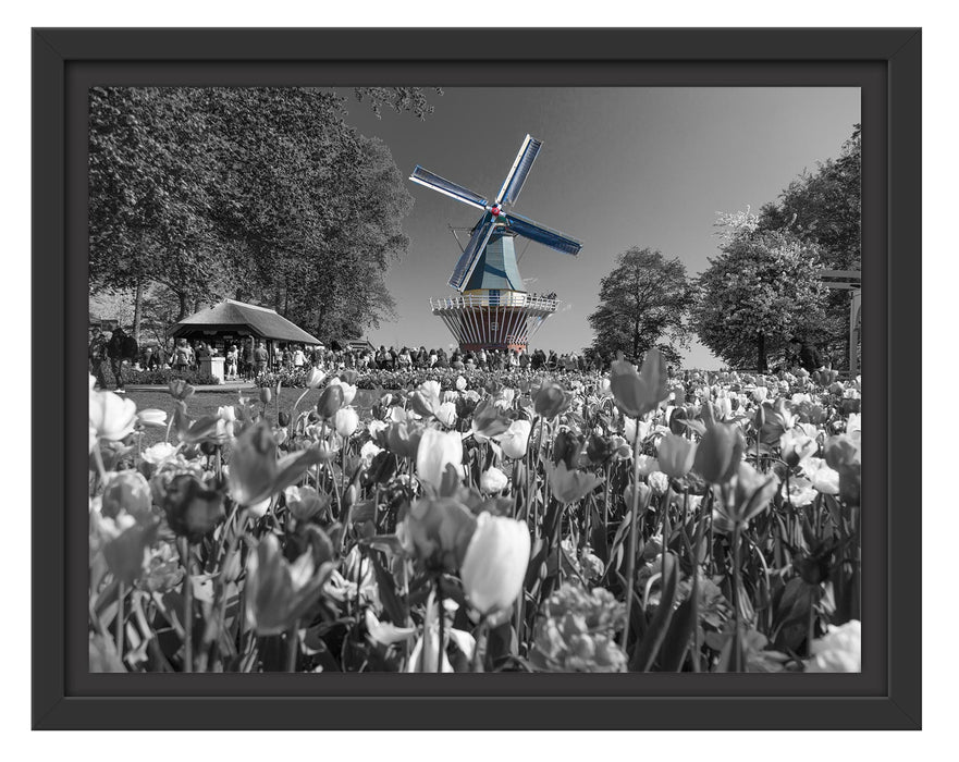 Pixxprint Holländisches Tulpenmeer vor Windmühle B&W Detail, im Schwebe-Effekt Bilderrahmen