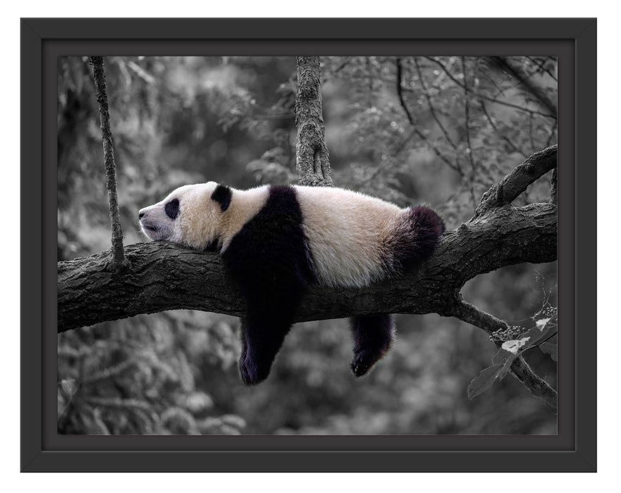 Pixxprint Schlafender Panda auf Baumstamm B&W Detail, im Schwebe-Effekt Bilderrahmen