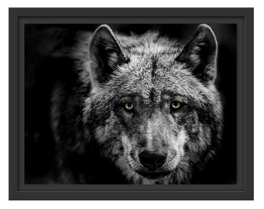 Pixxprint Nahaufnahme Wolf mit gelben Augen B&W Detail, im Schwebe-Effekt Bilderrahmen