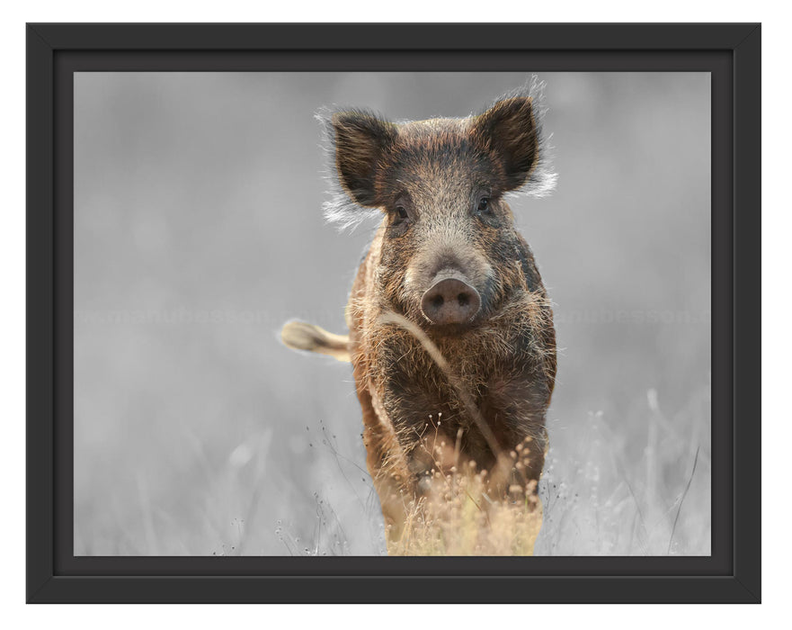 Pixxprint Neugieriges Wildschwein auf einem Feld B&W Detail, im Schwebe-Effekt Bilderrahmen