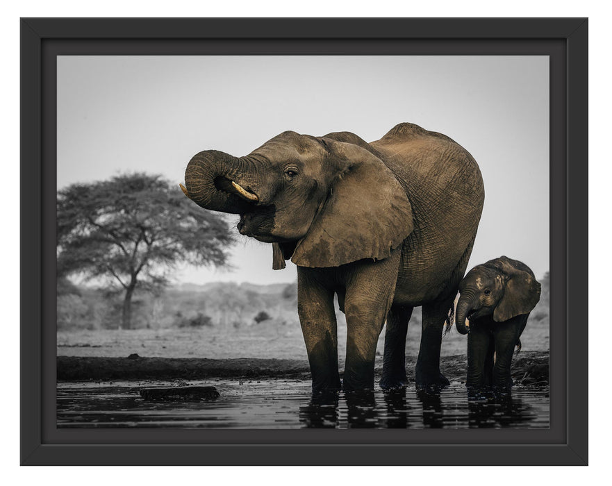 Pixxprint Elefantenkuh mit Jungem am Wasserloch B&W Detail, im Schwebe-Effekt Bilderrahmen