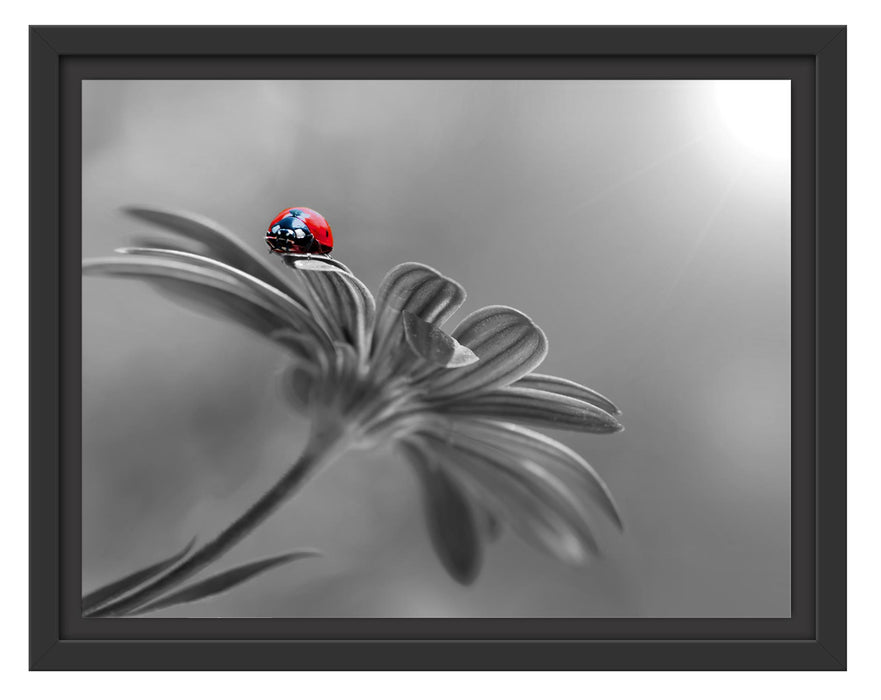 Pixxprint Merienkäfer auf roter Blüte Nahaufnahme B&W Detail, im Schwebe-Effekt Bilderrahmen