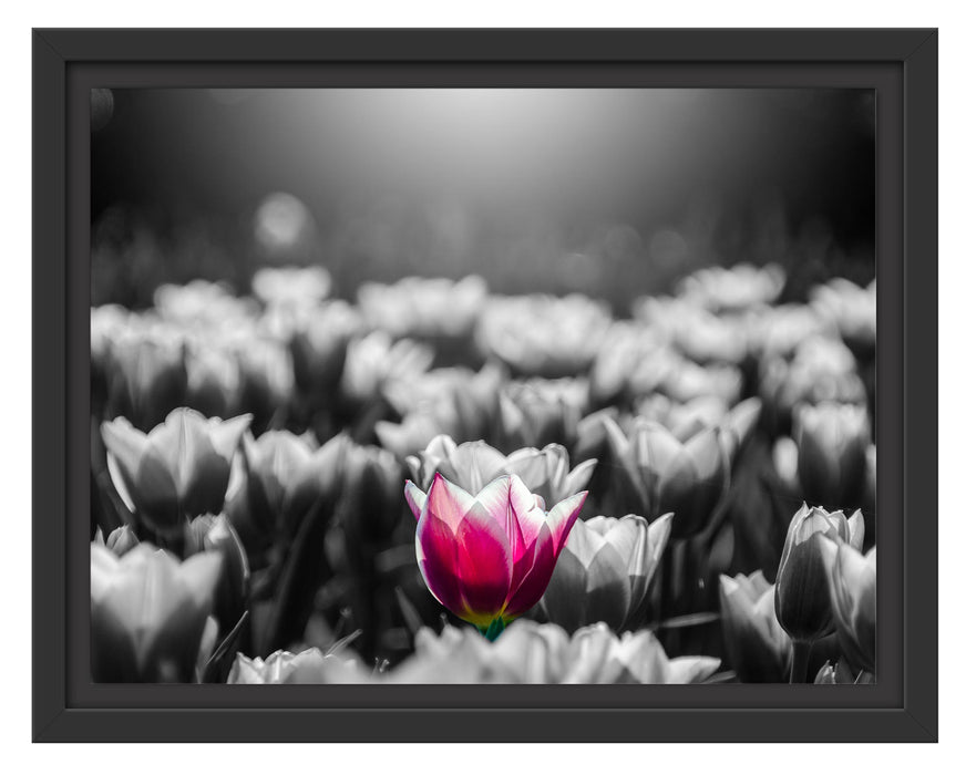 Pixxprint Nahaufnahme zweifarbige Tulpen B&W Detail, im Schwebe-Effekt Bilderrahmen