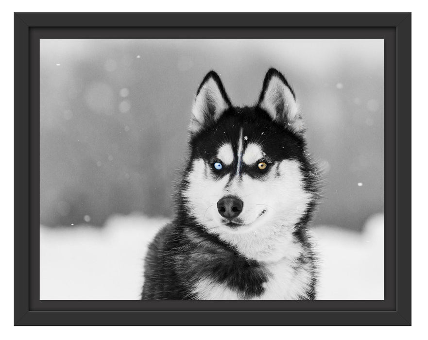 Pixxprint Husky mit unterschiedlichen Augenfarben B&W Detail, im Schwebe-Effekt Bilderrahmen