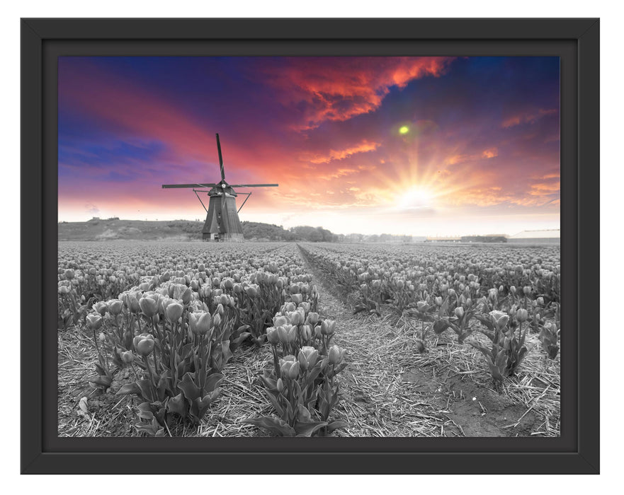Pixxprint Tulpenfeld mit Mühle bei Sonnenuntergang B&W Detail, im Schwebe-Effekt Bilderrahmen