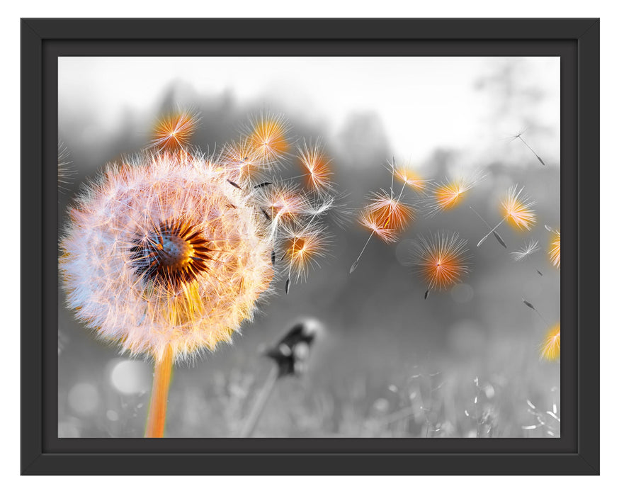 Pixxprint Nahaufnahme Pusteblume Sonnenuntergang B&W Detail, im Schwebe-Effekt Bilderrahmen