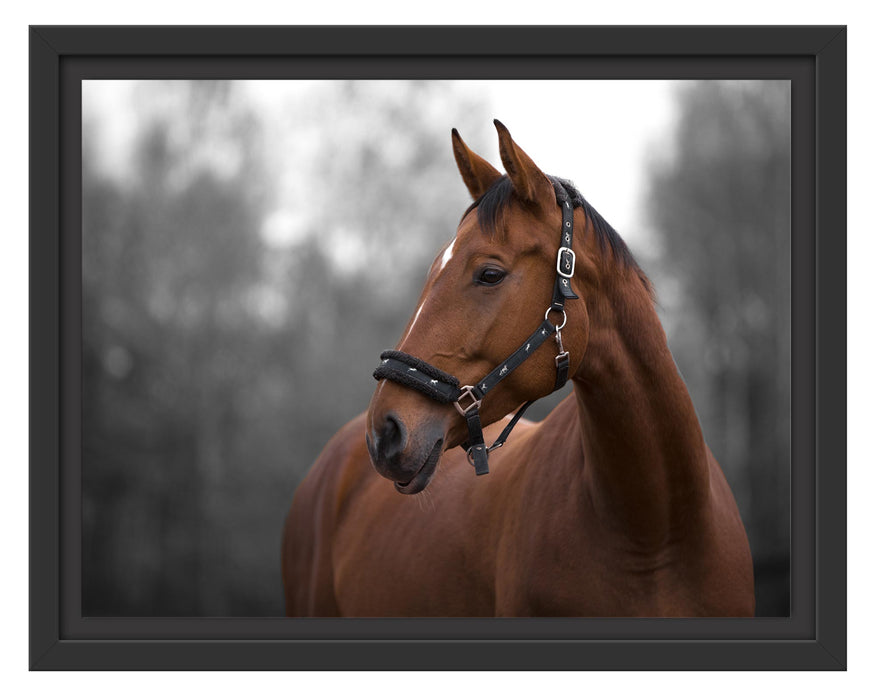 Pixxprint Nahaufnahme braunes Pferd im Herbstwald B&W Detail, im Schwebe-Effekt Bilderrahmen