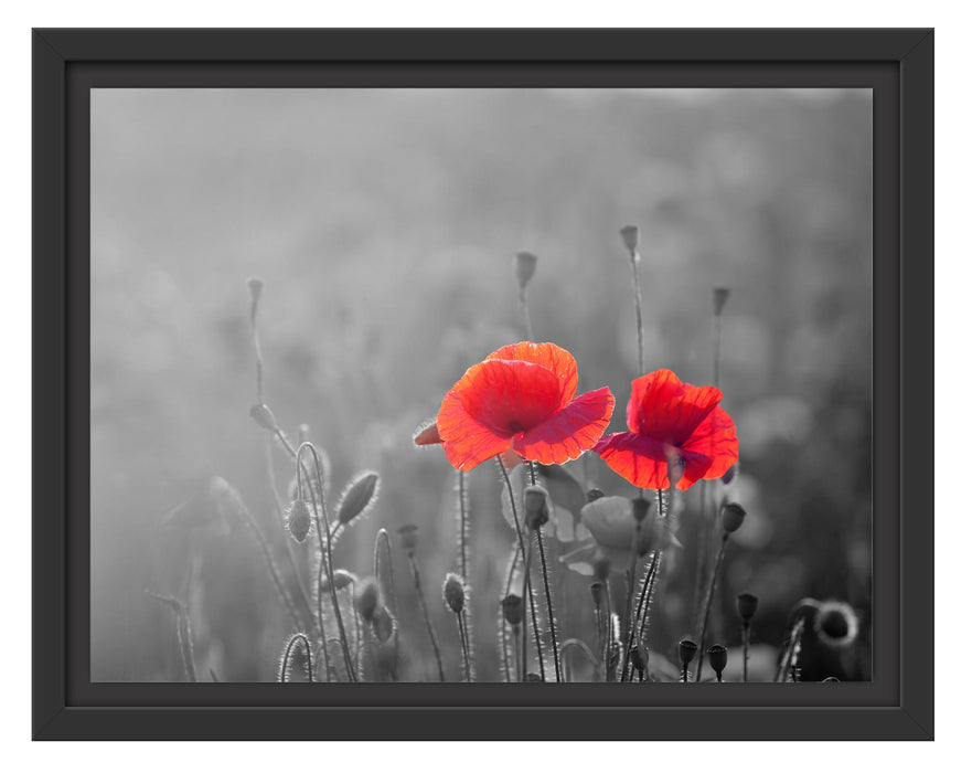 Pixxprint Mohnblumenfeld B&W Detail, im Schwebe-Effekt Bilderrahmen
