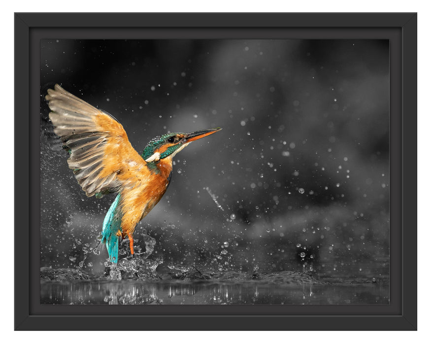 Pixxprint Eisvogel auf der Jagd nach Fischen B&W Detail, im Schwebe-Effekt Bilderrahmen