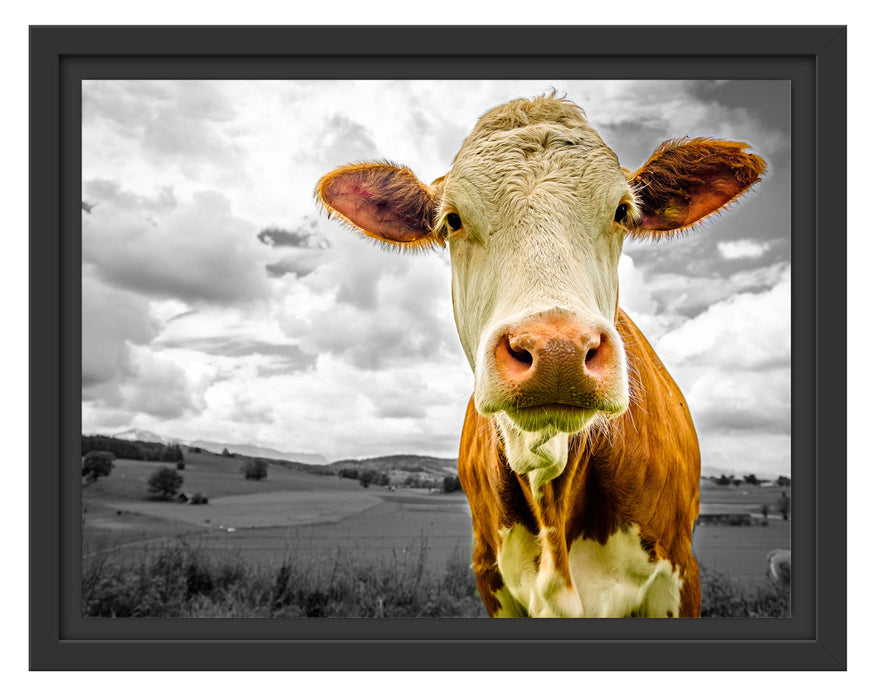 Pixxprint Nahaufnahme Kuh auf grüner Weide B&W Detail, im Schwebe-Effekt Bilderrahmen