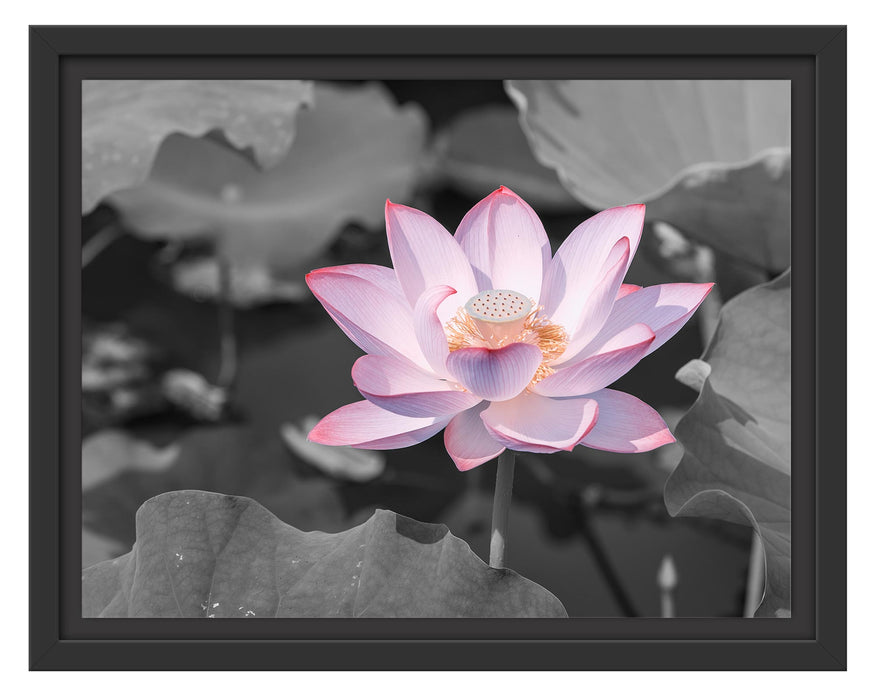 Pixxprint Rosa blühender Lotus Nahaufnahme B&W Detail, im Schwebe-Effekt Bilderrahmen