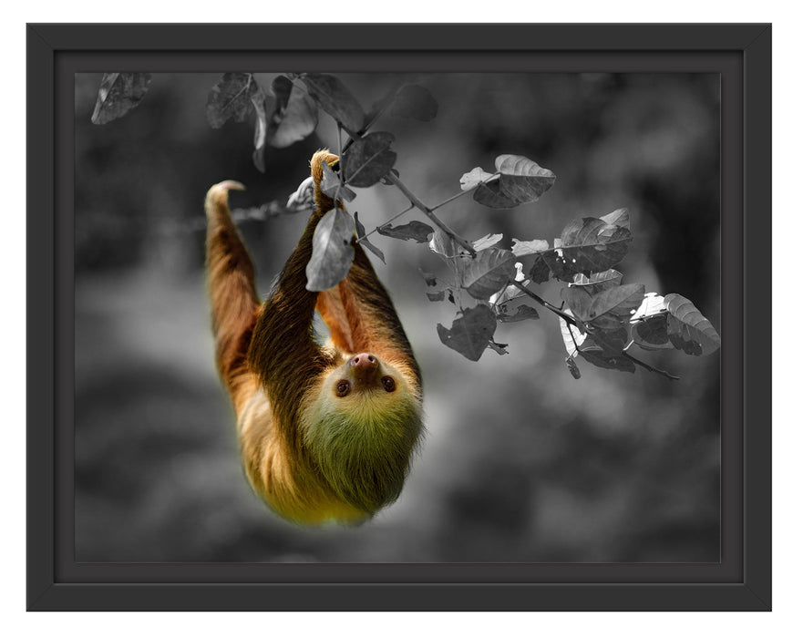 Pixxprint Faultier klettert an grünem Ast entlang B&W Detail, im Schwebe-Effekt Bilderrahmen