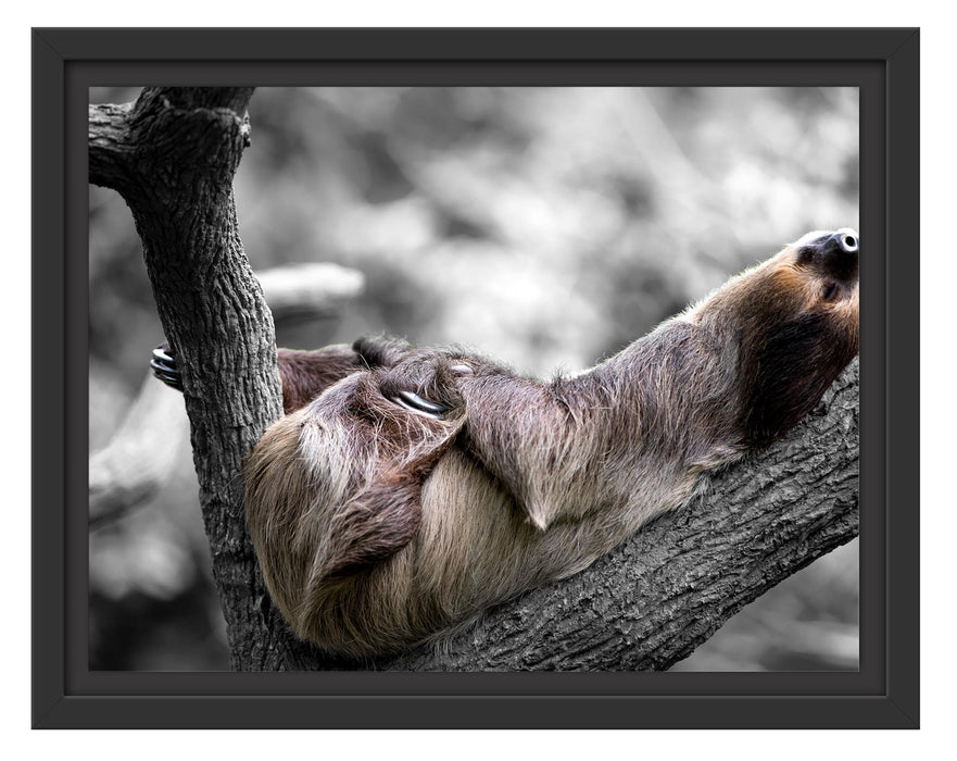 Pixxprint Schlafendes Faultier in Astgabel B&W Detail, im Schwebe-Effekt Bilderrahmen