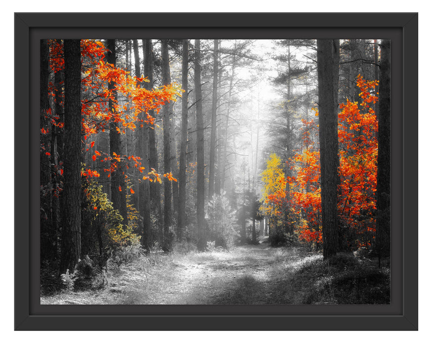 Pixxprint Sonnige Lichtung im Herbstwald B&W Detail, im Schwebe-Effekt Bilderrahmen
