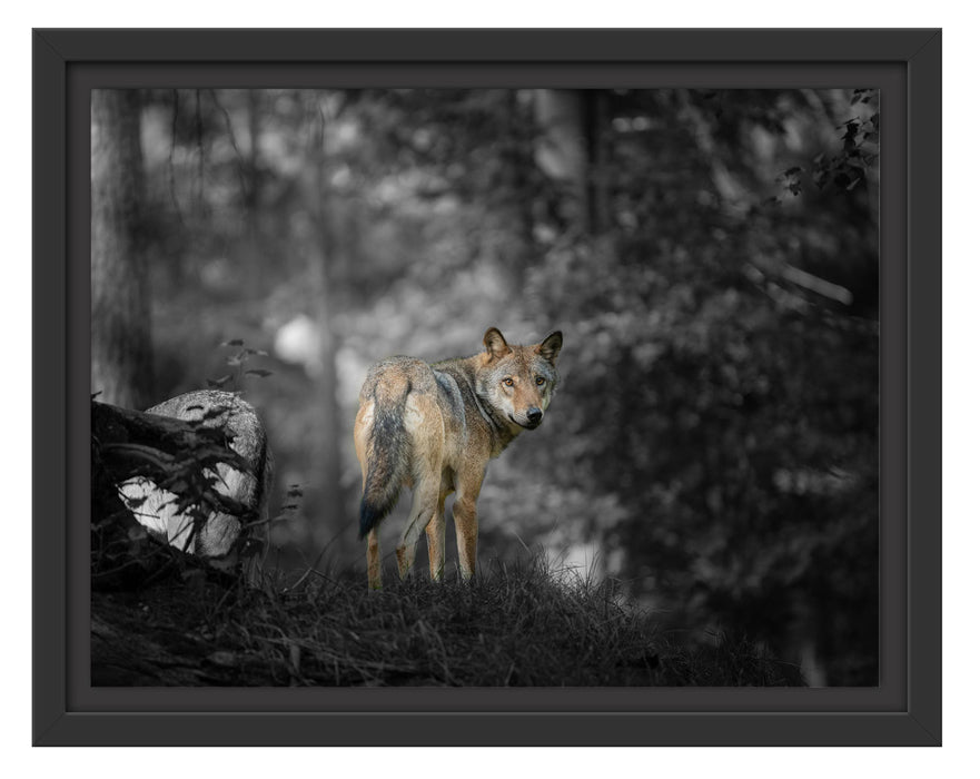 Pixxprint Ängstlicher Wolf im Wald B&W Detail, im Schwebe-Effekt Bilderrahmen