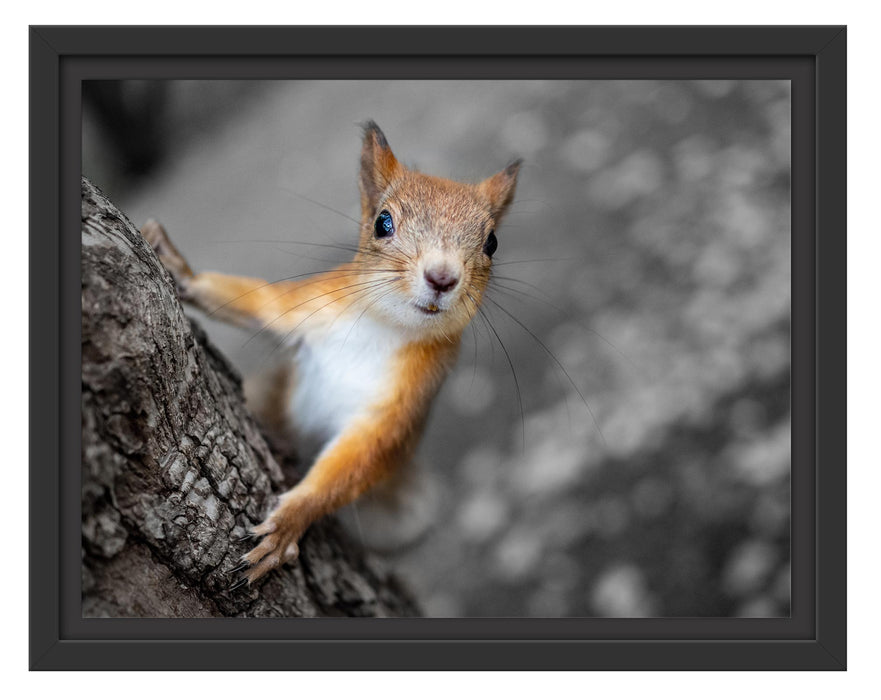 Pixxprint Nahaufnahme Eichhörnchen an Baumstamm B&W Detail, im Schwebe-Effekt Bilderrahmen