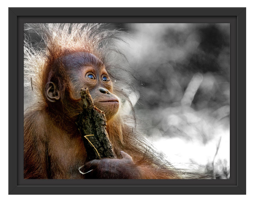 Pixxprint Orang-Utan Baby spielt mit Stock B&W Detail, im Schwebe-Effekt Bilderrahmen