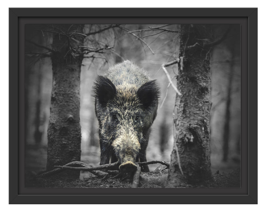 Pixxprint Nahaufnahme Wildschwein im Wald B&W Detail, im Schwebe-Effekt Bilderrahmen