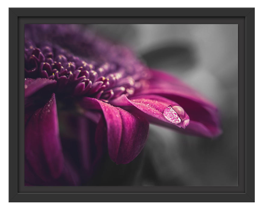 Pixxprint Nahaufnahme Tropfen auf lila Blume B&W Detail, im Schwebe-Effekt Bilderrahmen