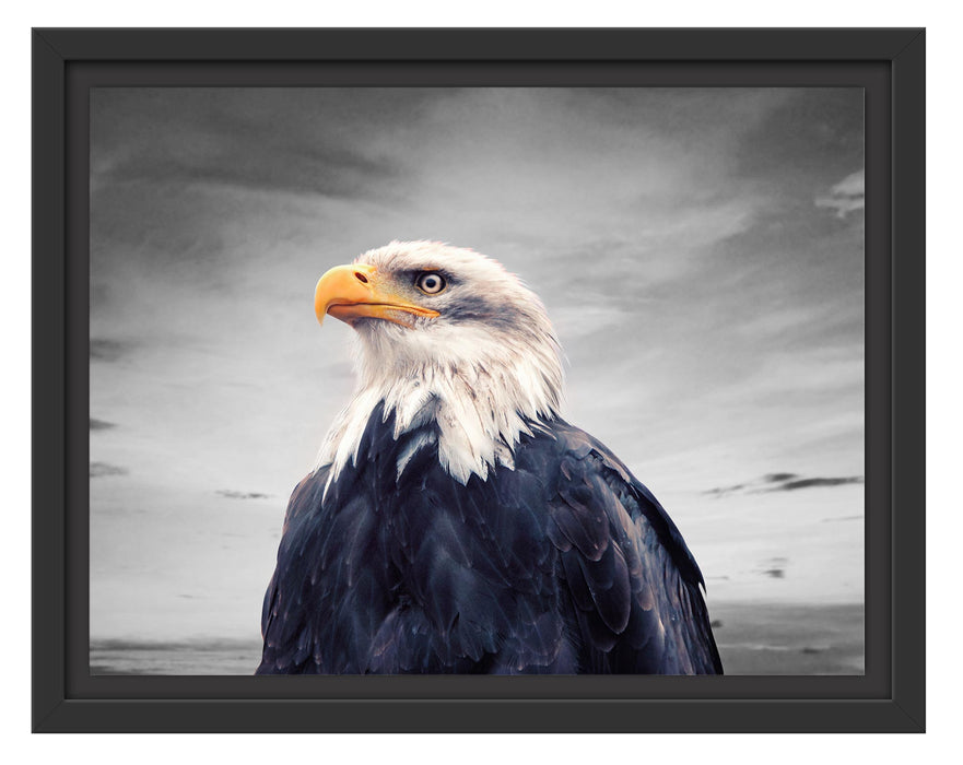 Pixxprint Weisskopfseeadler im Sonnenuntergang B&W Detail, im Schwebe-Effekt Bilderrahmen