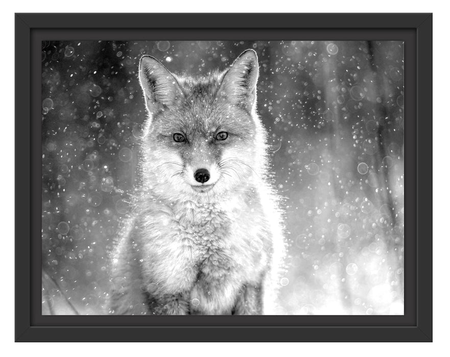 Pixxprint Roter Fuchs im Winter, Monochrome, im Schwebe-Effekt Bilderrahmen