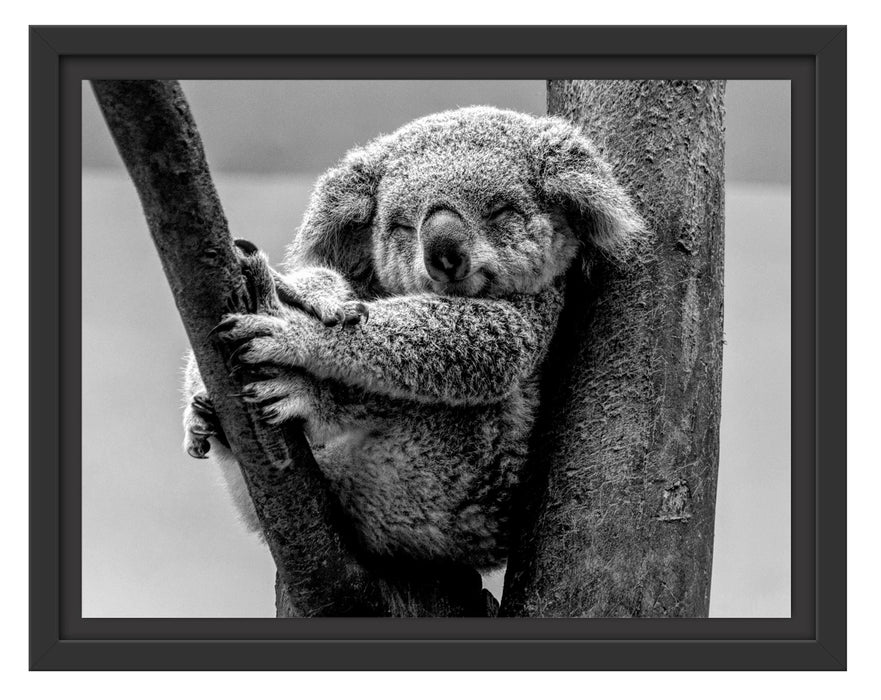 Pixxprint Schlafender Koala im Baum, Monochrome, im Schwebe-Effekt Bilderrahmen