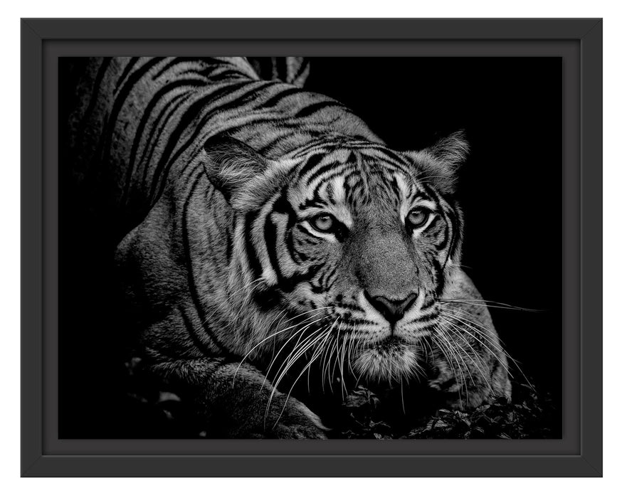 Pixxprint Mächtiger lauernder Tiger, Monochrome, im Schwebe-Effekt Bilderrahmen