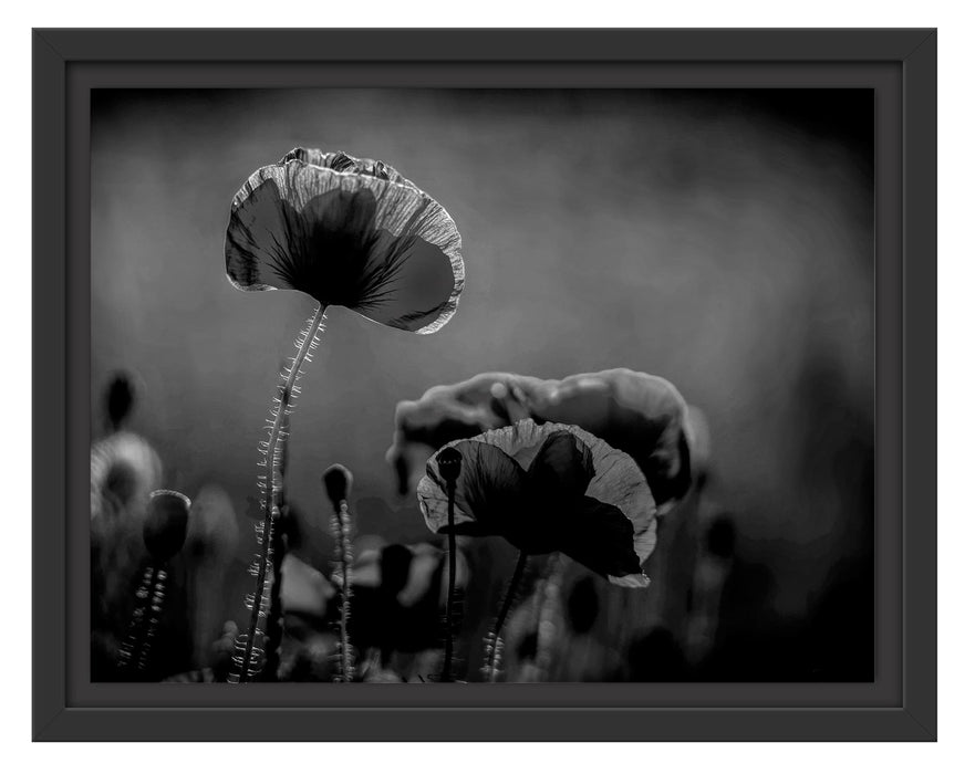 Pixxprint Mohnblumen auf einer Wiese in der Nacht, Monochrome, im Schwebe-Effekt Bilderrahmen