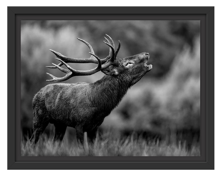 Pixxprint Röhrender Hirsch mit mächtigem Geweih, Monochrome, im Schwebe-Effekt Bilderrahmen