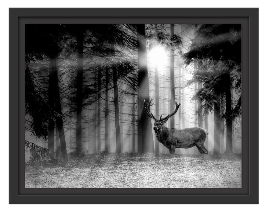 Pixxprint Hirsch auf Waldlichtung Sonnenstrahlen, Monochrome, im Schwebe-Effekt Bilderrahmen