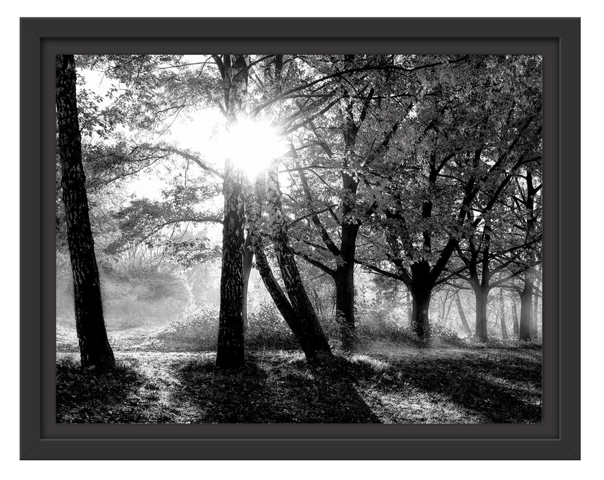 Pixxprint Bunte Herbstbäume sonnenbestrahlt, Monochrome, im Schwebe-Effekt Bilderrahmen