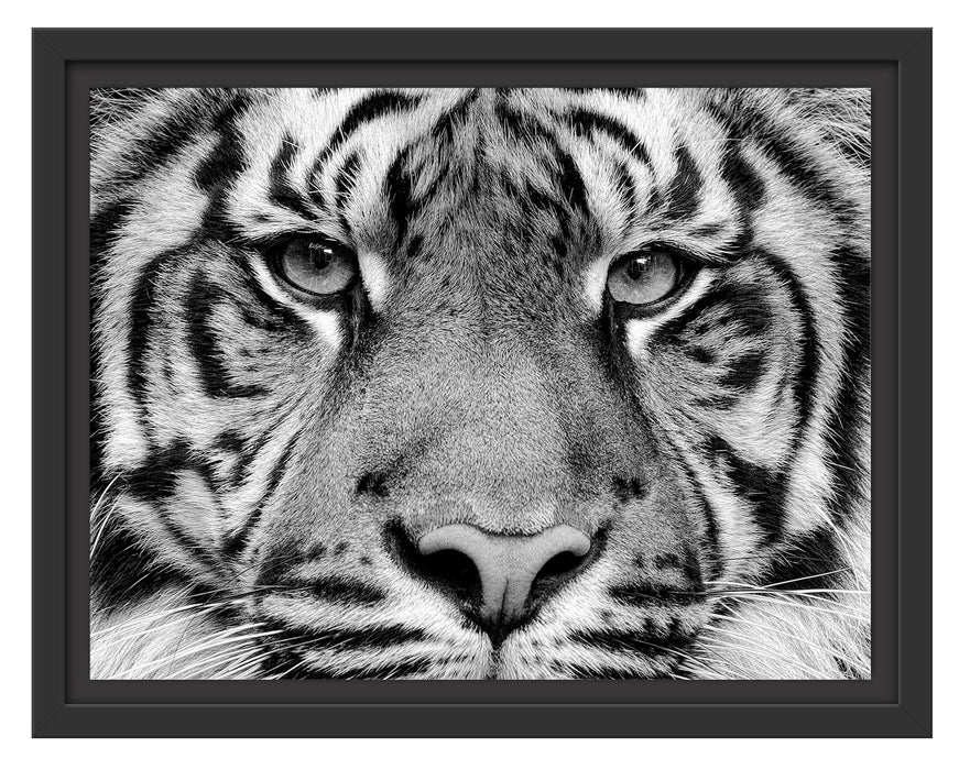 Pixxprint Nahaufnahme Sumatra Tiger, Monochrome, im Schwebe-Effekt Bilderrahmen