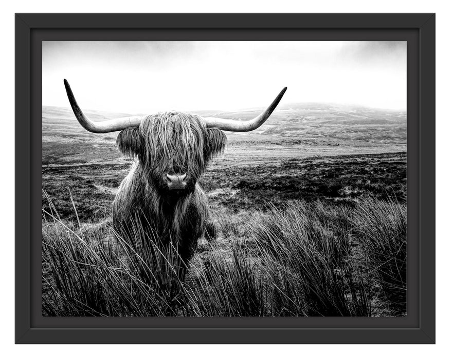 Pixxprint Highland Rind mit großen Hörnern Steppe, Monochrome, im Schwebe-Effekt Bilderrahmen