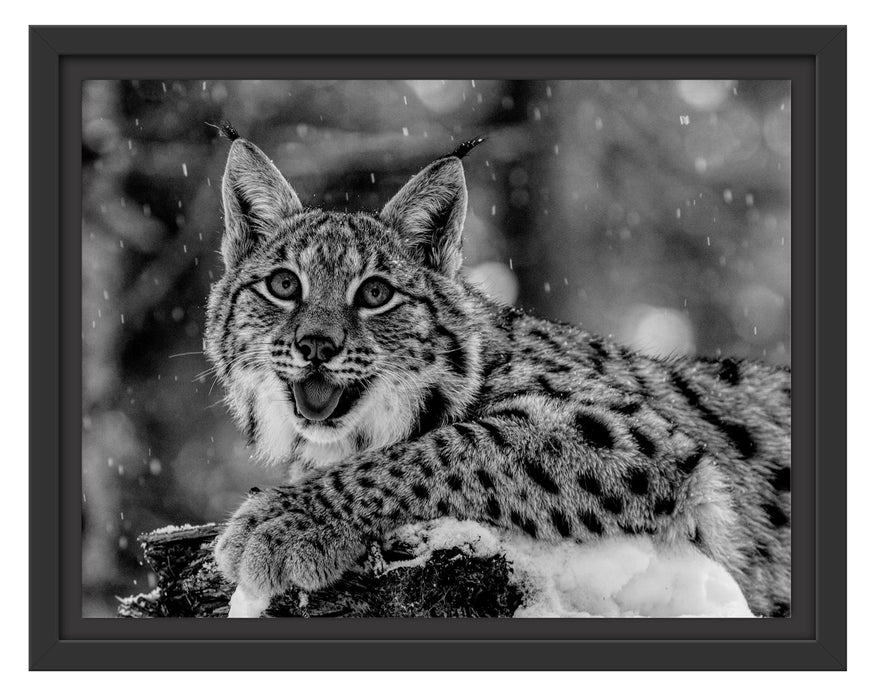 Pixxprint Luchs auf schneebedecktem Baumstumpf, Monochrome, im Schwebe-Effekt Bilderrahmen