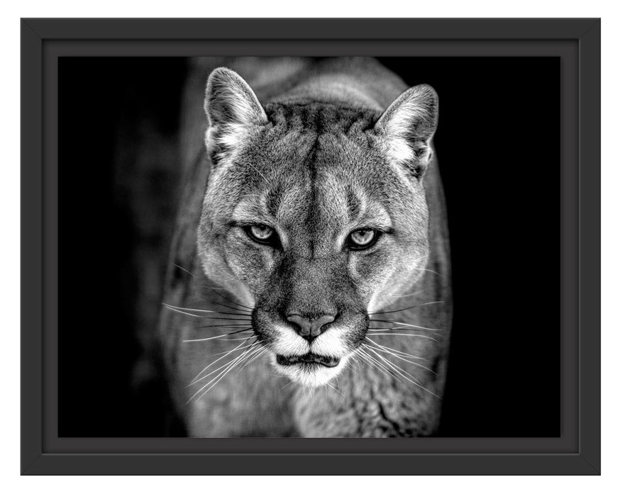 Pixxprint Bedrohlicher Puma Nahaufnahme, Monochrome, im Schwebe-Effekt Bilderrahmen