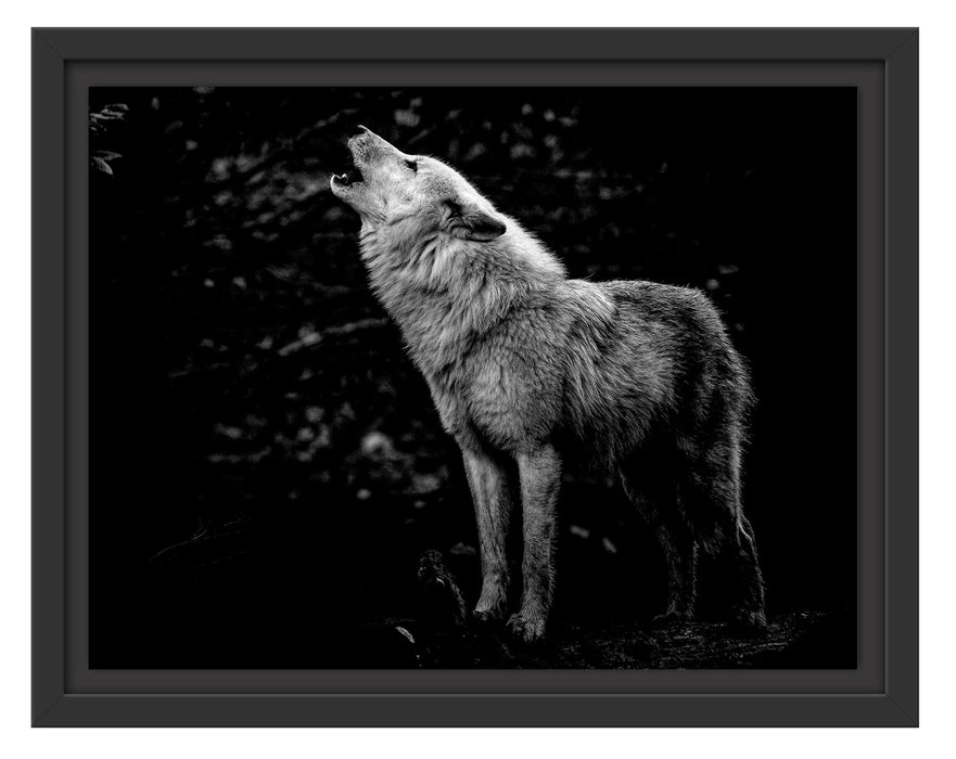 Pixxprint Weißer heulender Wolf im Wald, Monochrome, im Schwebe-Effekt Bilderrahmen