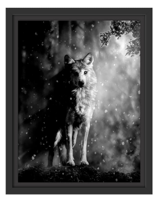 Pixxprint Fantasievoller weißer Wolf auf Lichtung, Monochrome, im Schwebe-Effekt Bilderrahmen