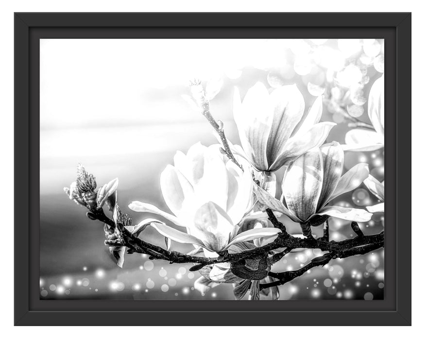 Pixxprint Wunderschöne Magnolien Nahaufnahme, Monochrome, im Schwebe-Effekt Bilderrahmen