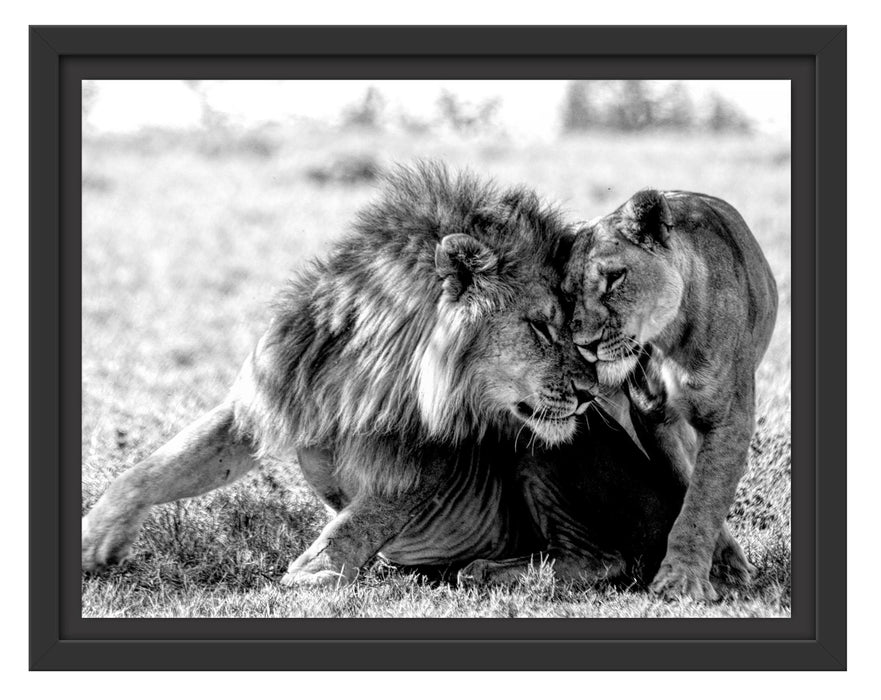 Pixxprint Schmusendes Löwenpaar in der Steppe, Monochrome, im Schwebe-Effekt Bilderrahmen